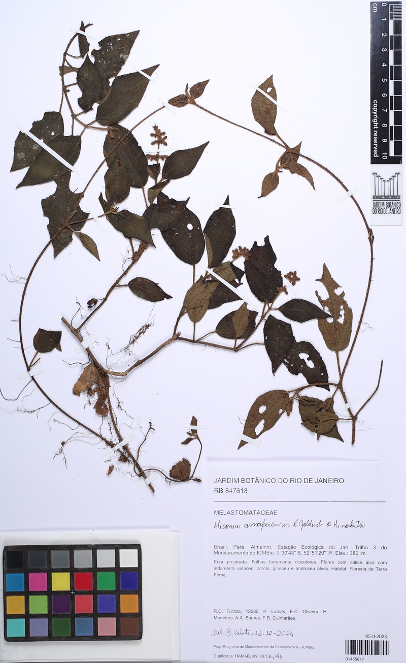 Miconia amapaensis