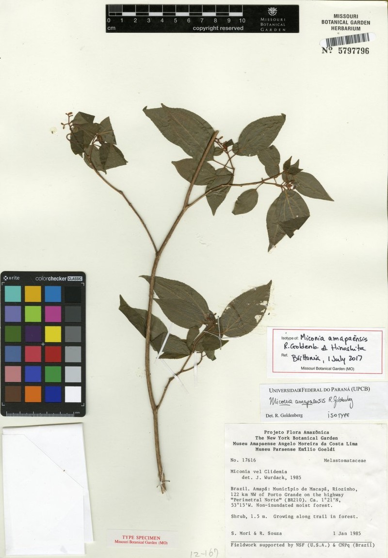 Miconia amapaensis photo 2
