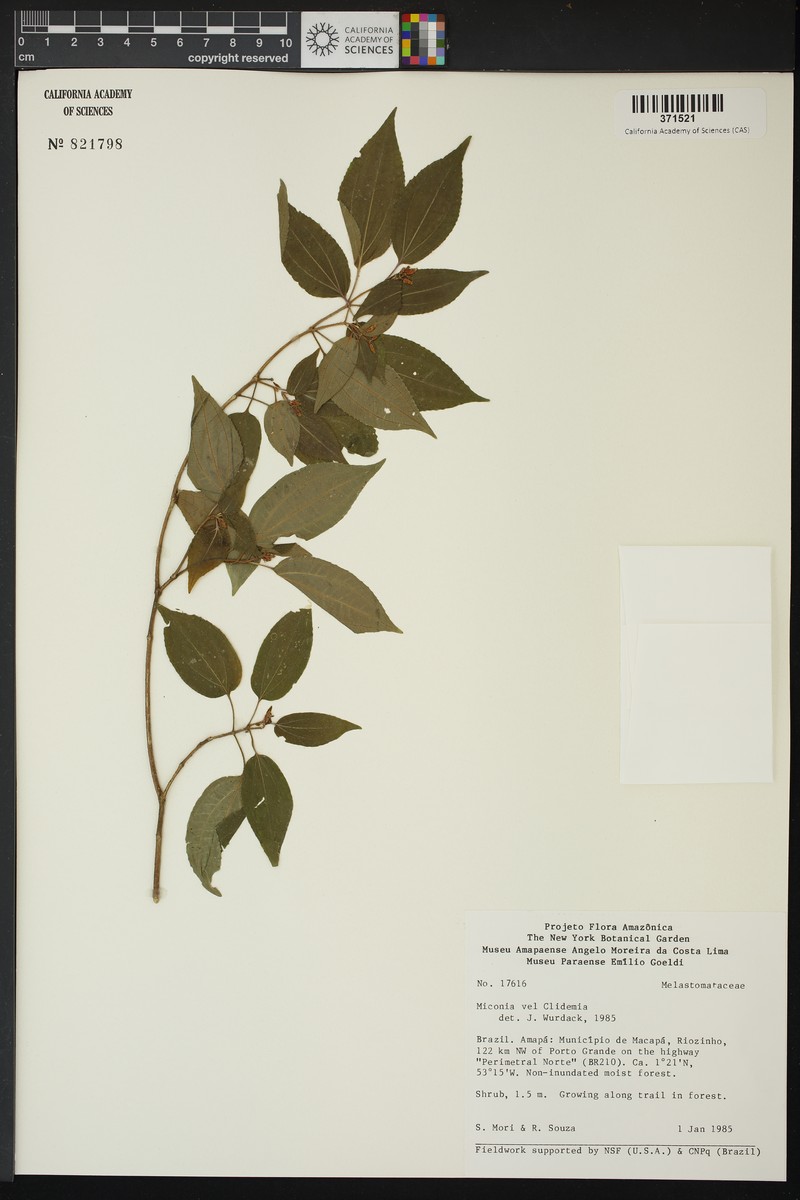 Miconia amapaensis photo 3