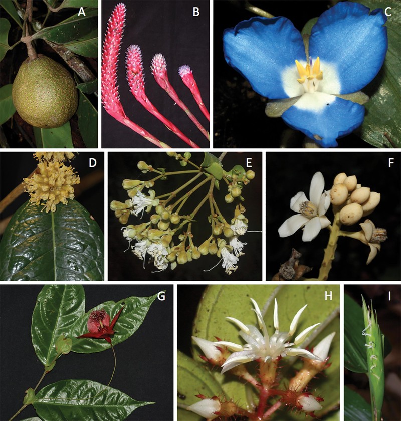 Miconia amorimii