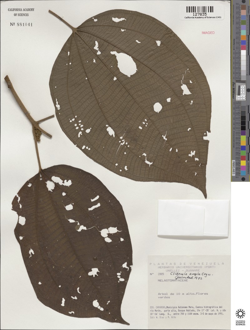 Miconia amplilamina