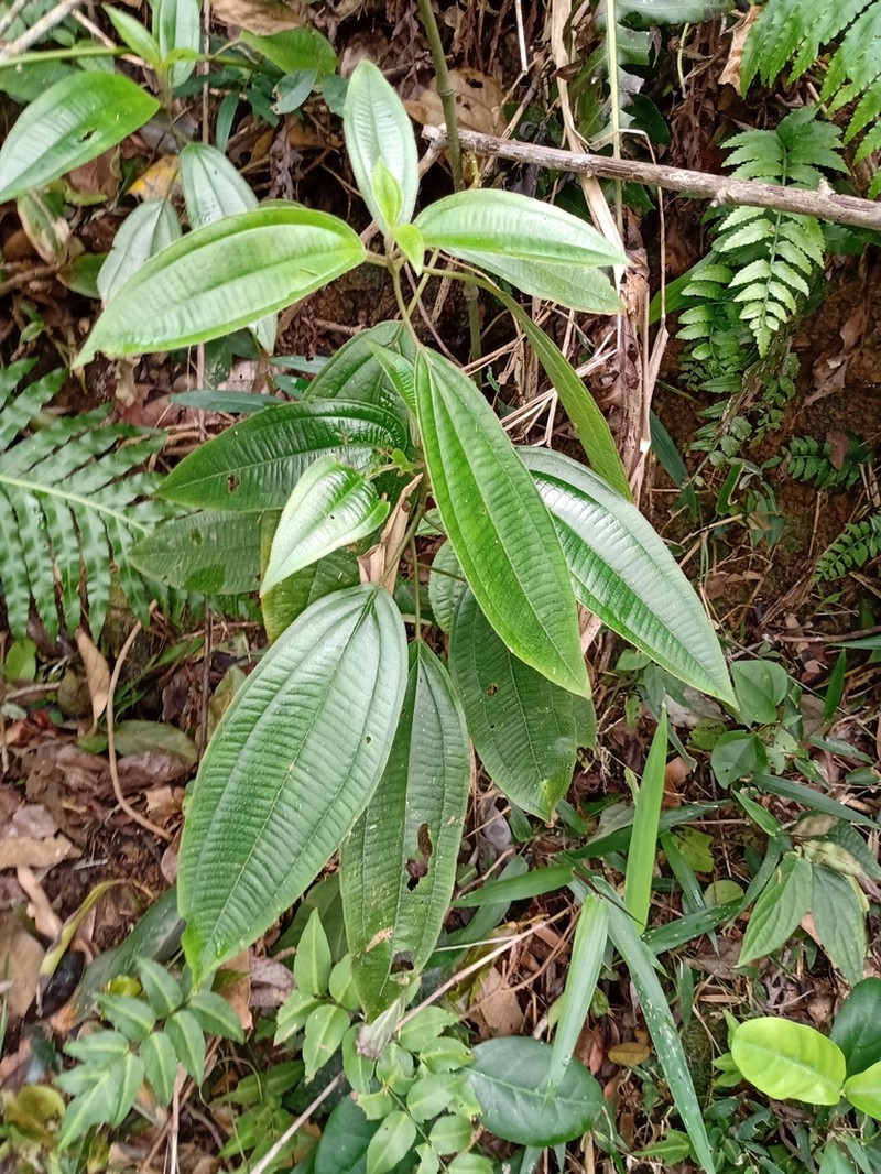 Miconia amygdaloides