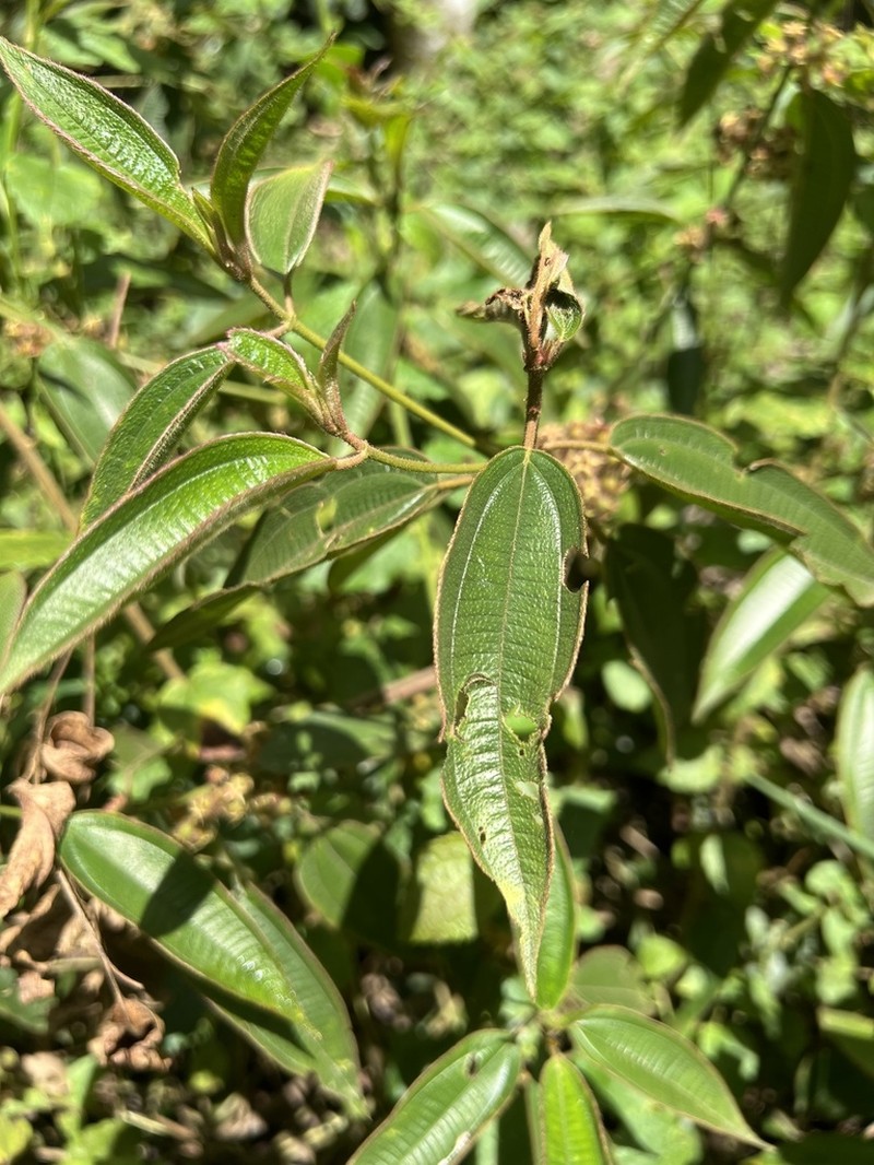 Miconia amygdaloides photo 2