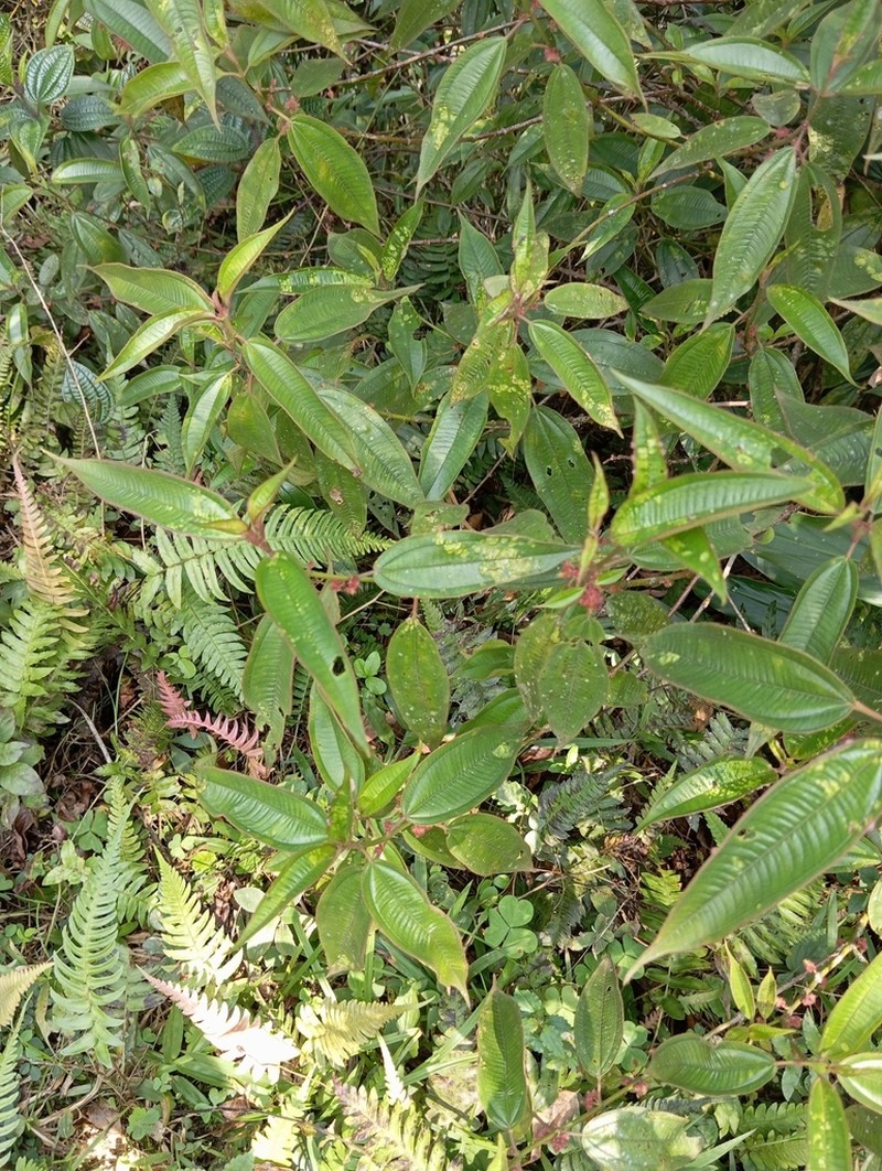 Miconia amygdaloides photo 3