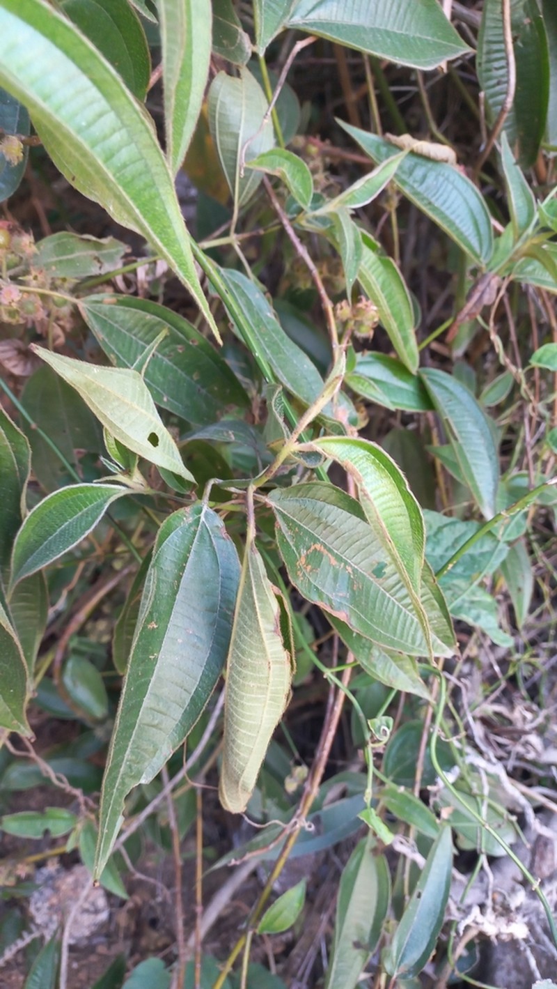 Miconia amygdaloides photo 4