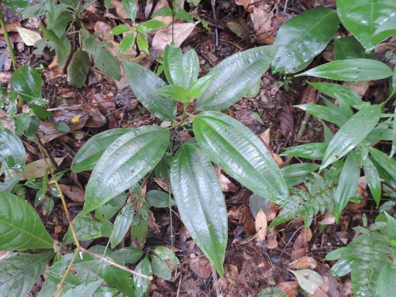 Miconia amygdaloides photo 5