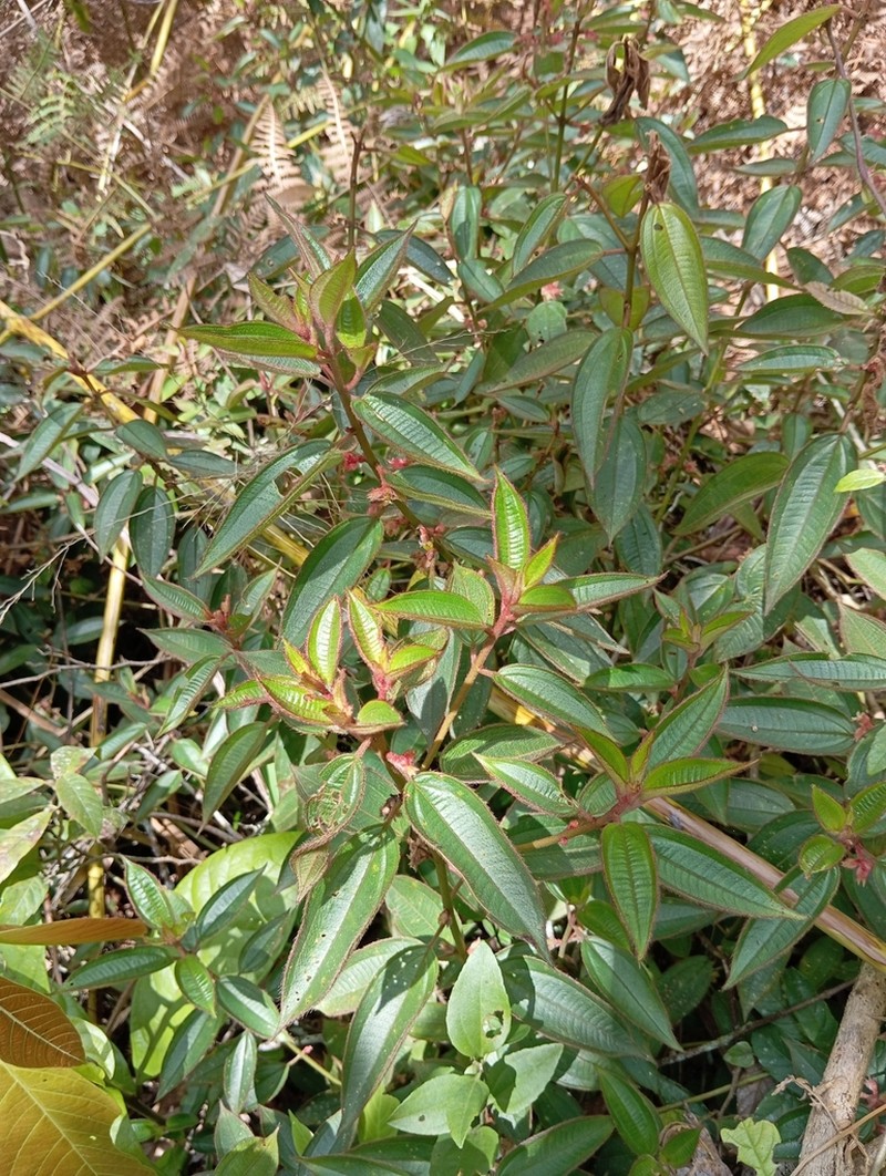 Miconia amygdaloides photo 6