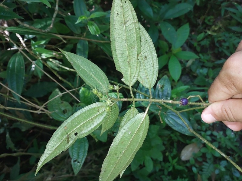 Miconia amygdaloides photo 7