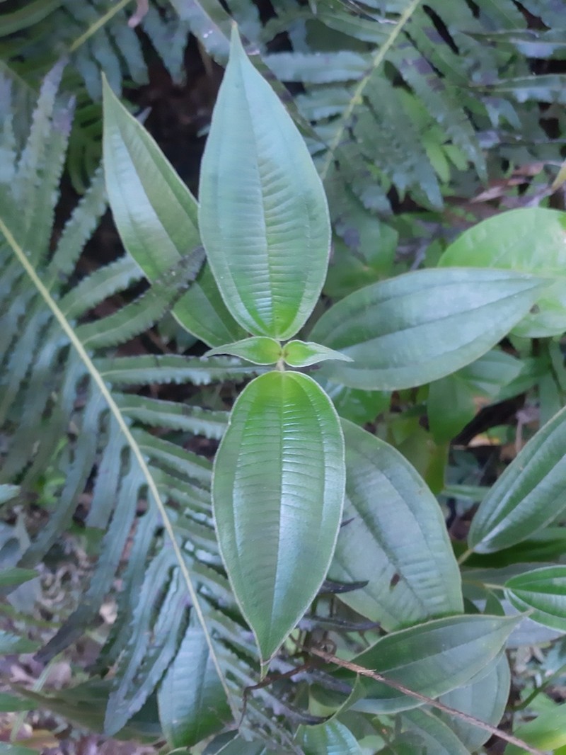 Miconia amygdaloides photo 8