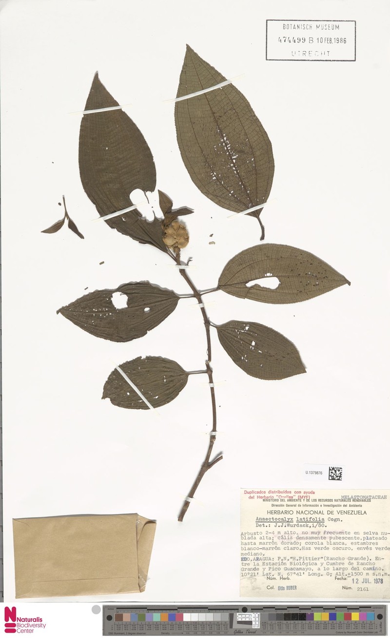 Miconia anaectocalyx