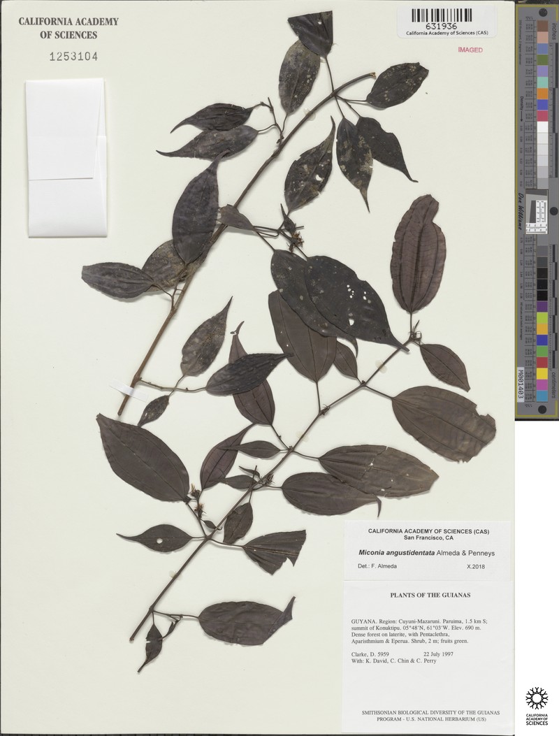 Miconia angustidentata
