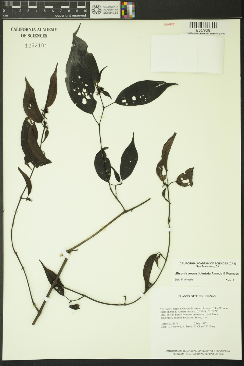 Miconia angustidentata photo 2