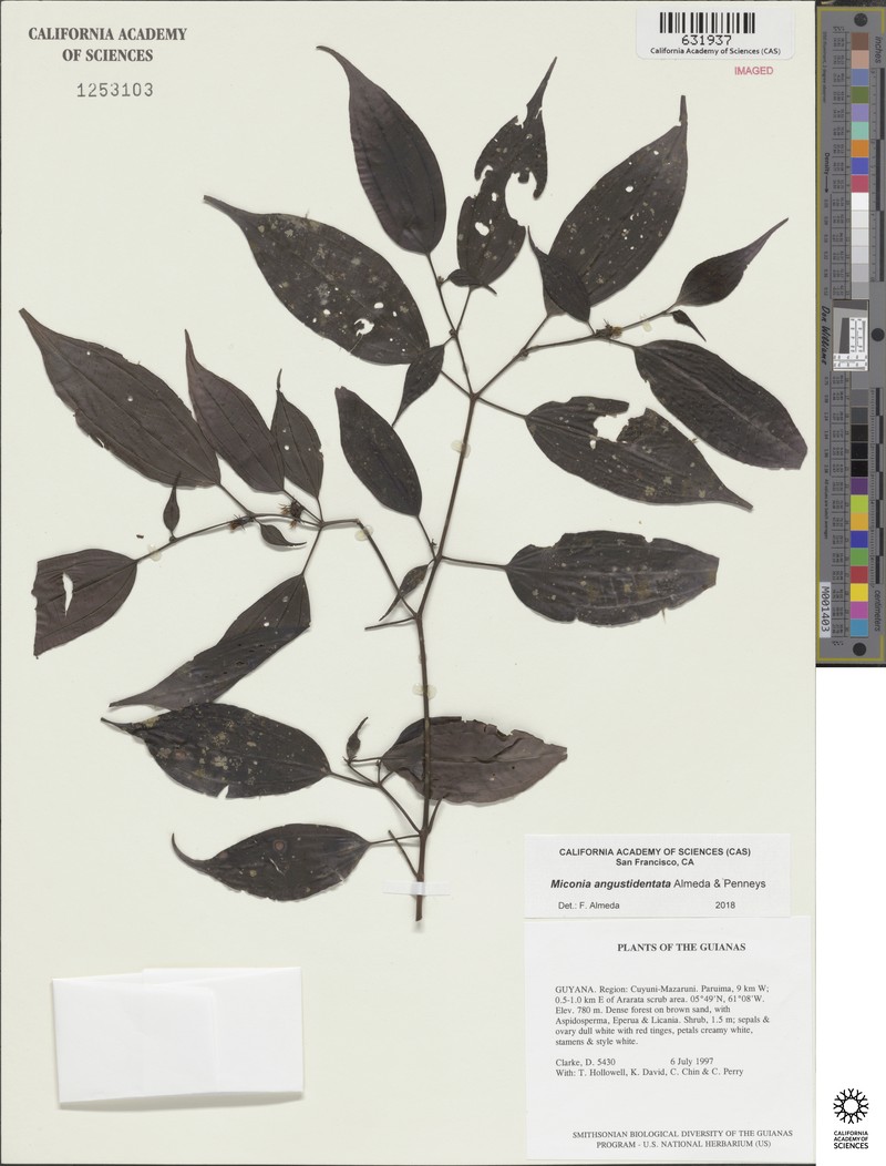 Miconia angustidentata photo 3