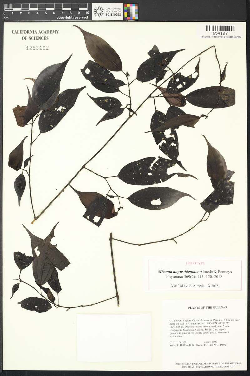 Miconia angustidentata photo 4