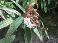 Narrowleaf Terciopelo