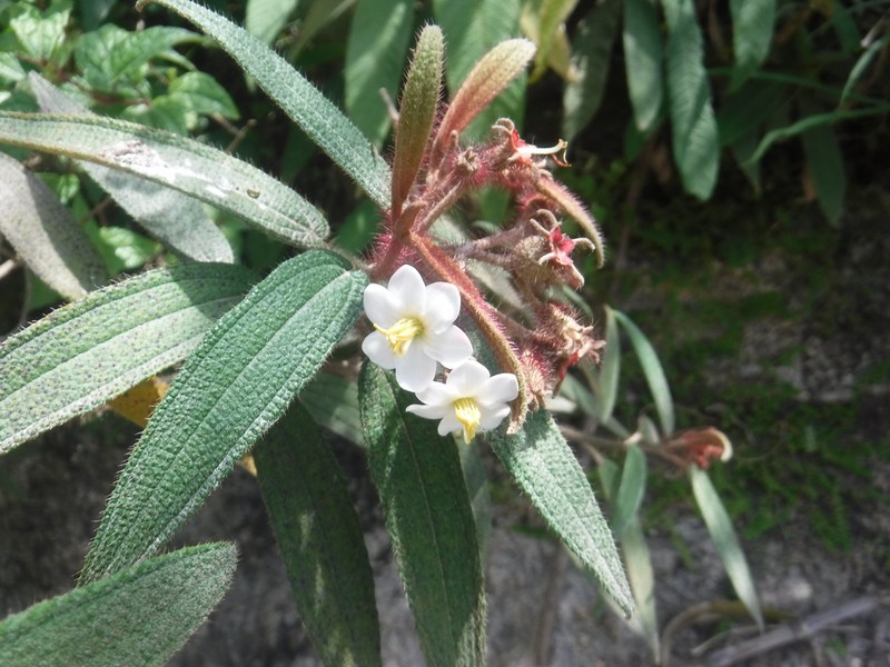 Narrowleaf Terciopelo