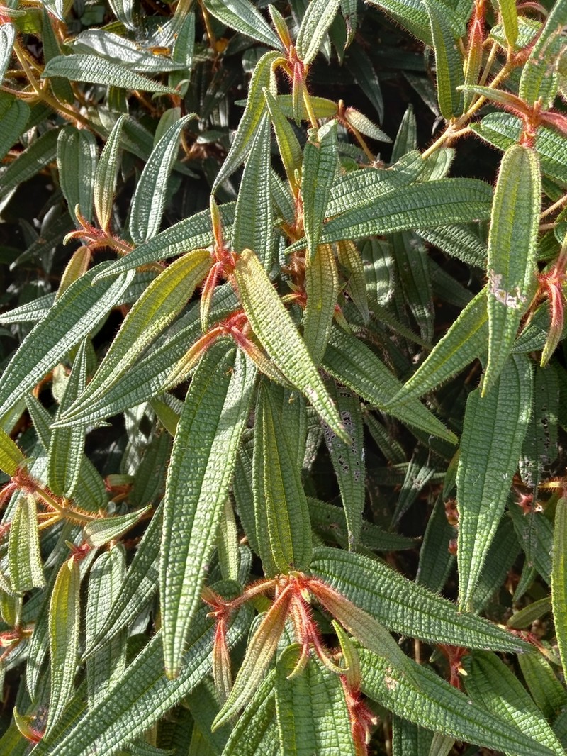 Narrowleaf Terciopelo photo 2