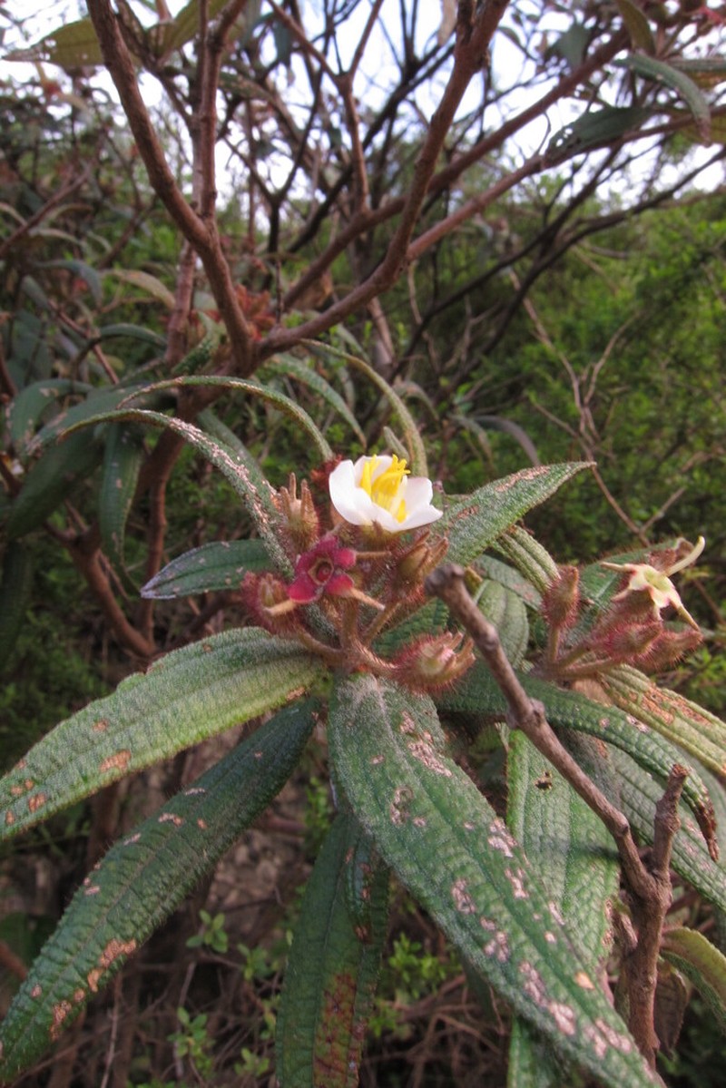 Narrowleaf Terciopelo photo 3