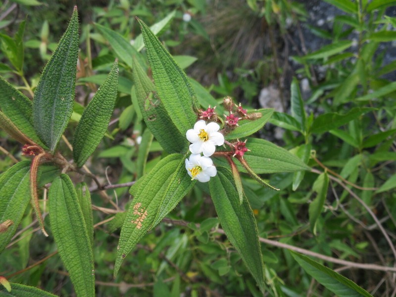 Narrowleaf Terciopelo photo 4