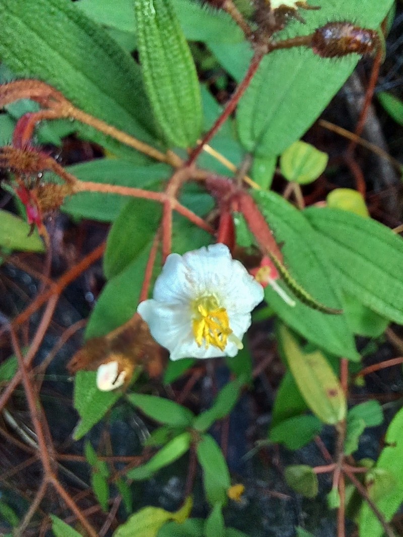 Narrowleaf Terciopelo photo 5