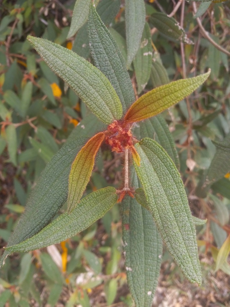 Narrowleaf Terciopelo photo 6