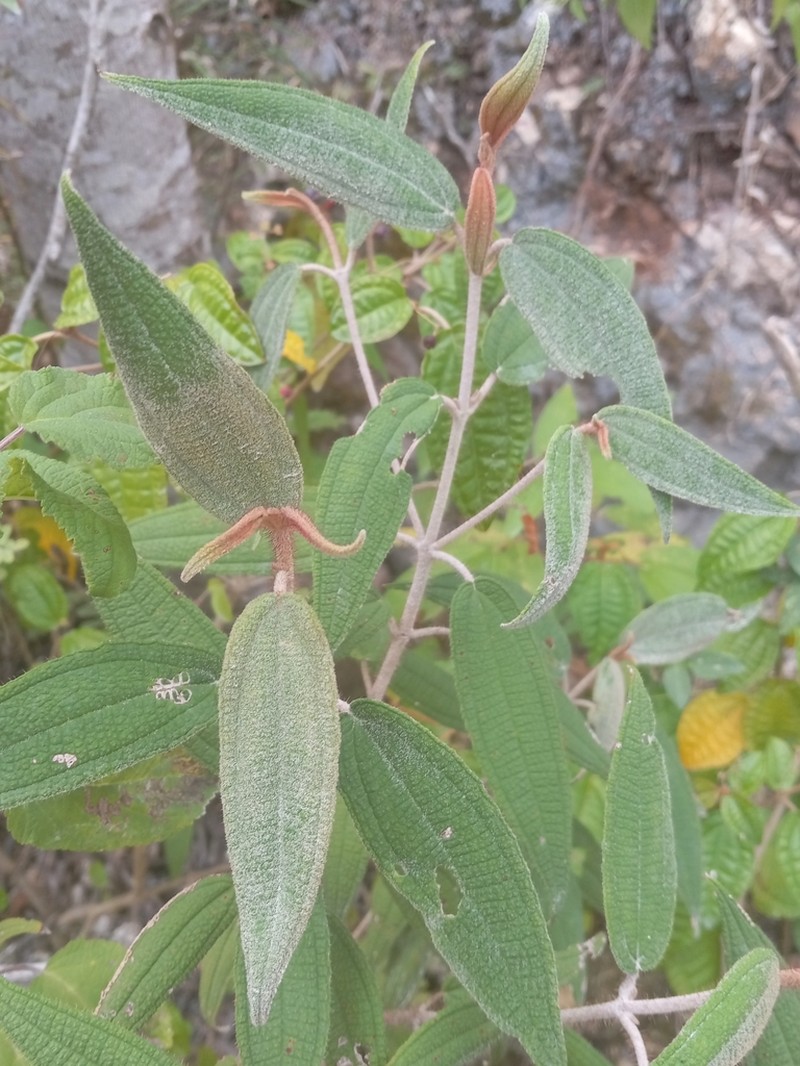 Narrowleaf Terciopelo photo 7