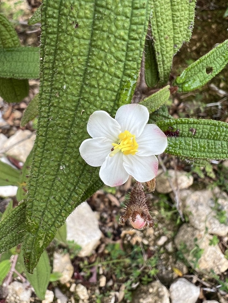 Narrowleaf Terciopelo photo 8
