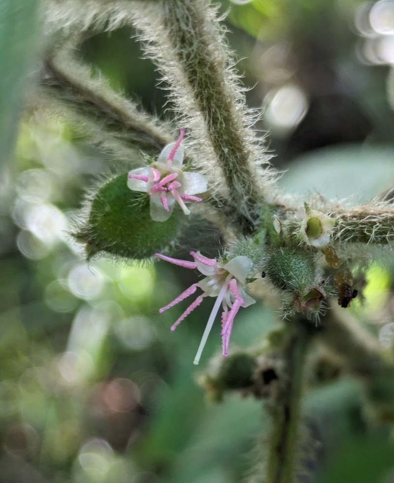 Miconia aphanantha