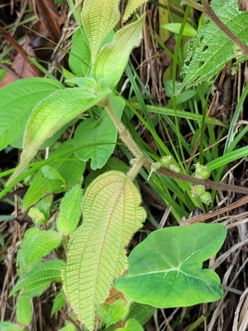 Miconia aphanantha photo 2