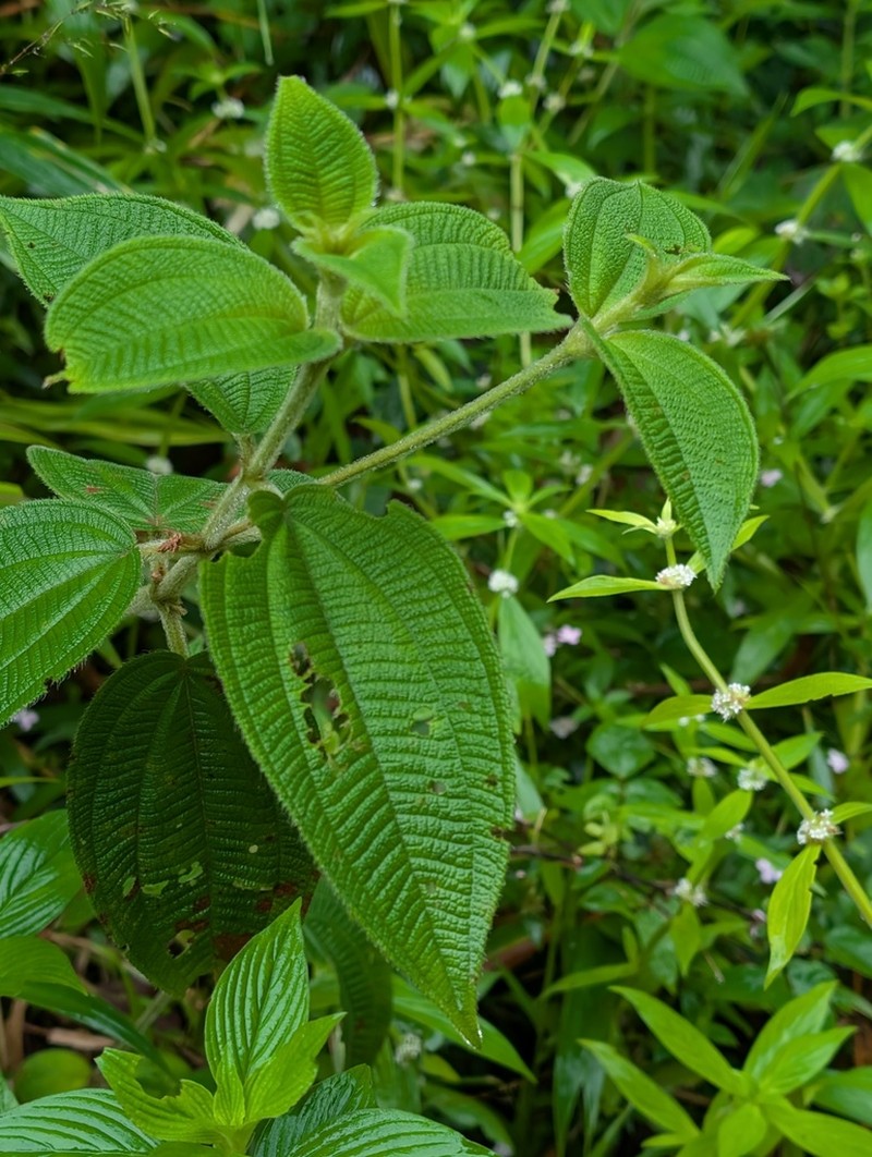 Miconia aphanantha photo 3