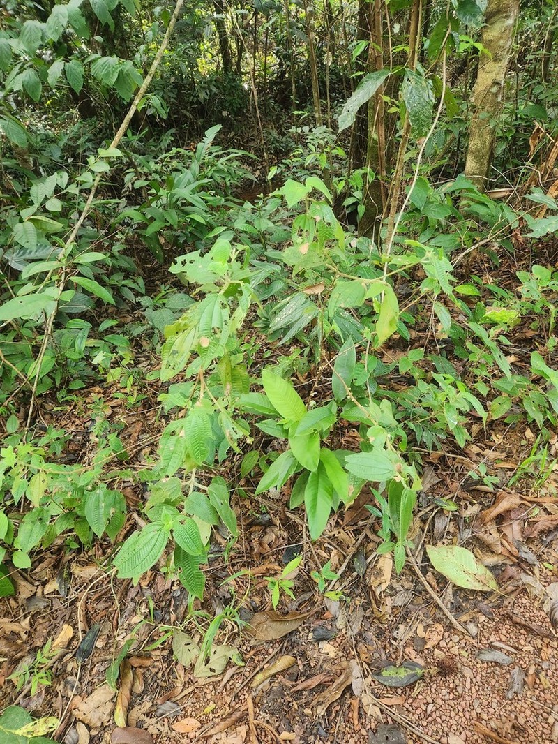 Miconia aphanantha photo 4