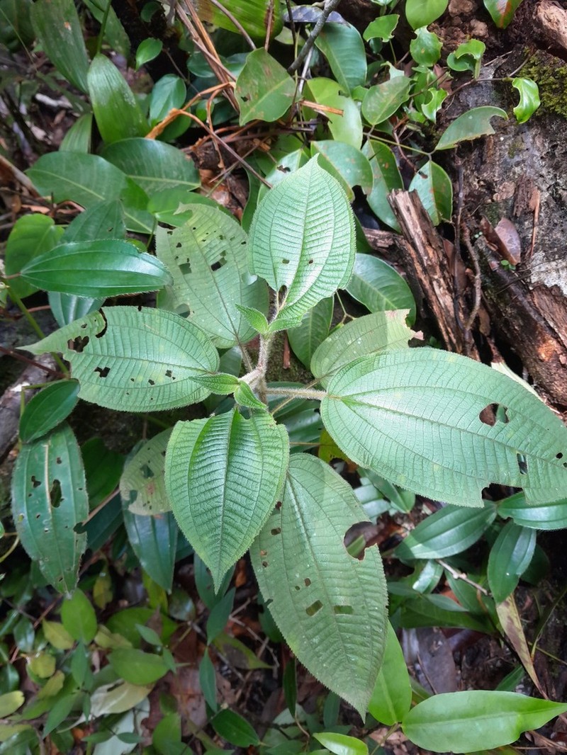 Miconia aphanantha photo 5