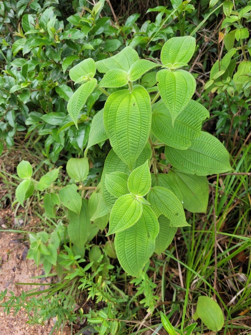Miconia aphanantha photo 6