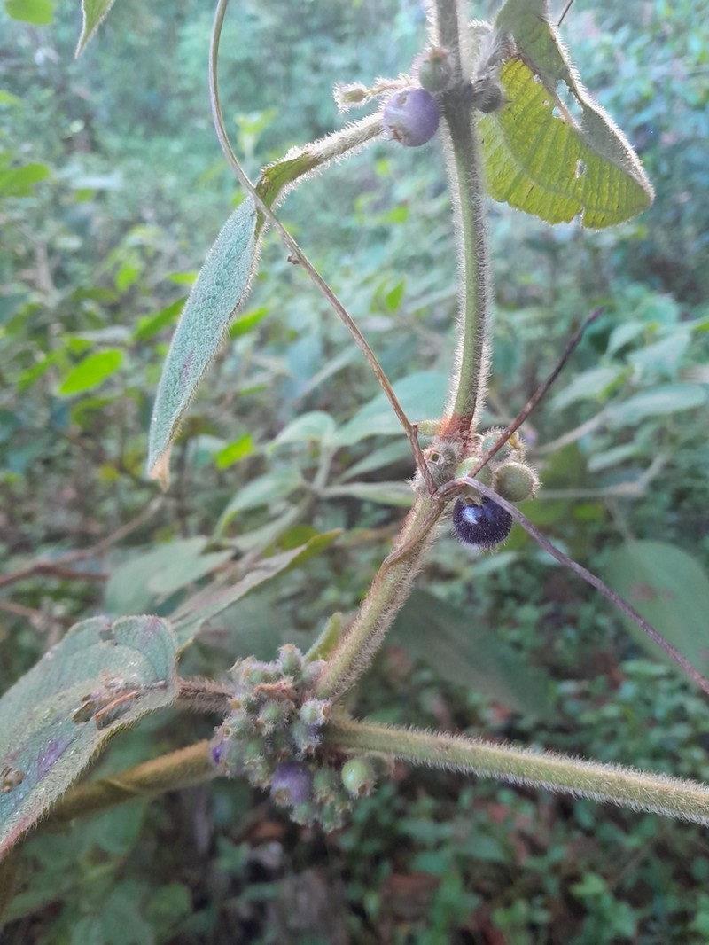 Miconia aphanantha photo 7