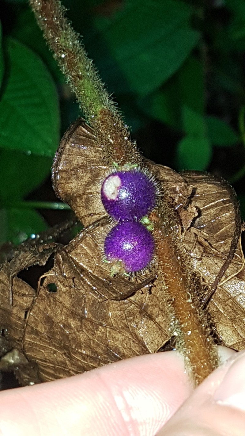 Miconia aphanantha photo 8