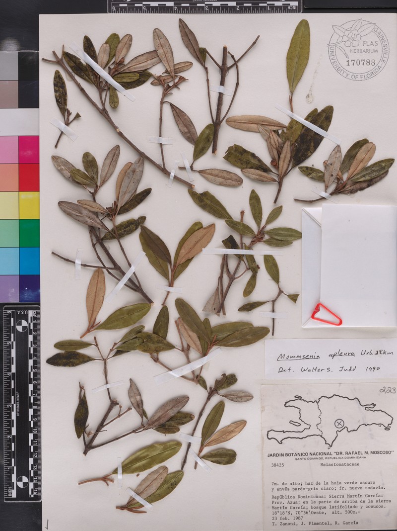 Miconia apleura