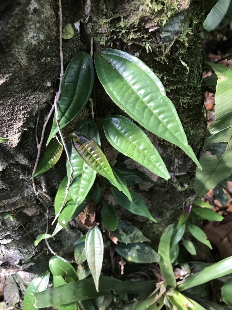 Miconia araneifera