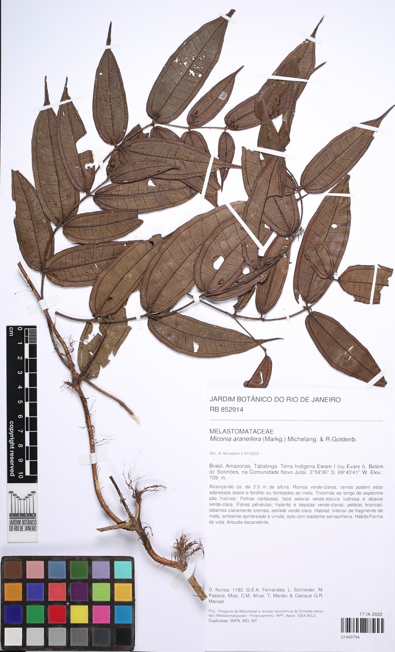 Miconia araneifera photo 3