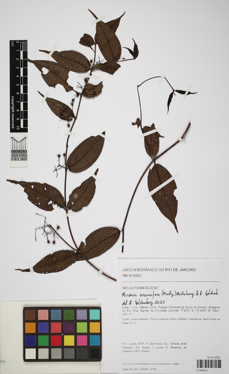 Miconia araneifera photo 4