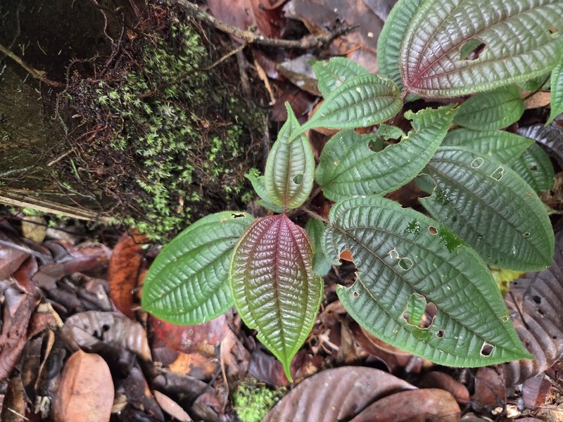 Miconia aristigera