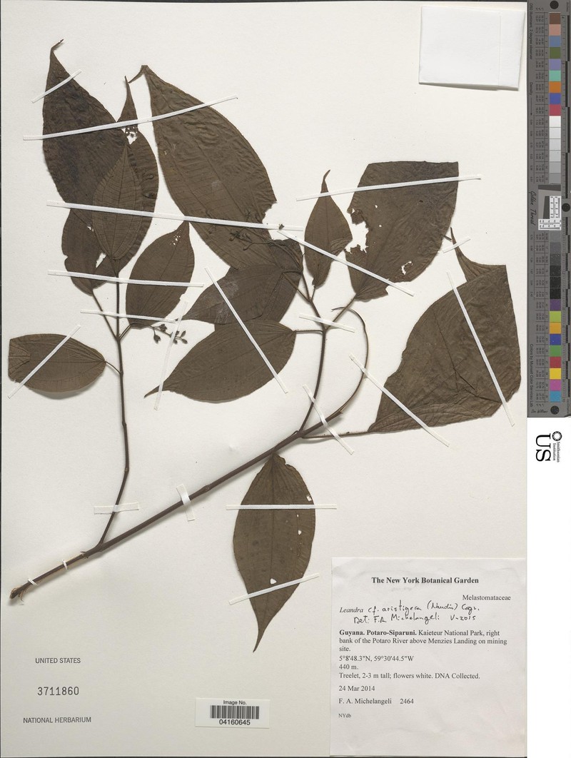 Miconia aristigera photo 2