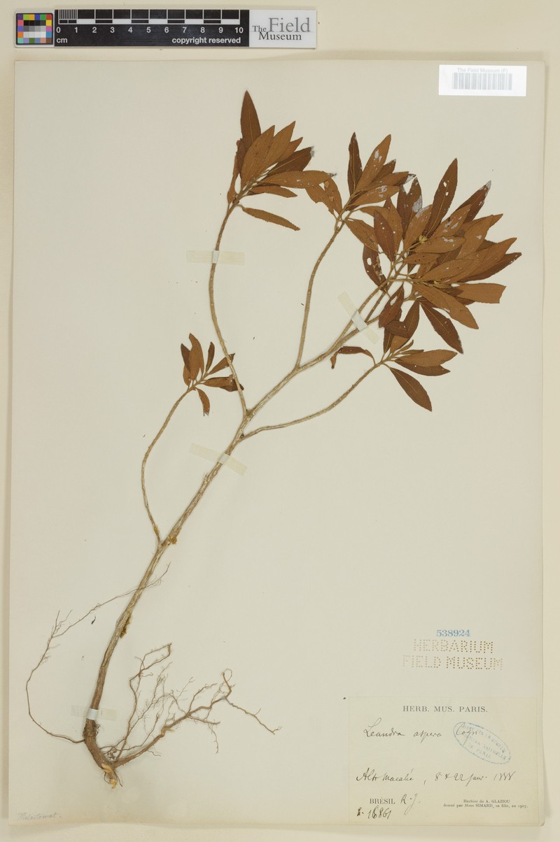 Miconia aspera