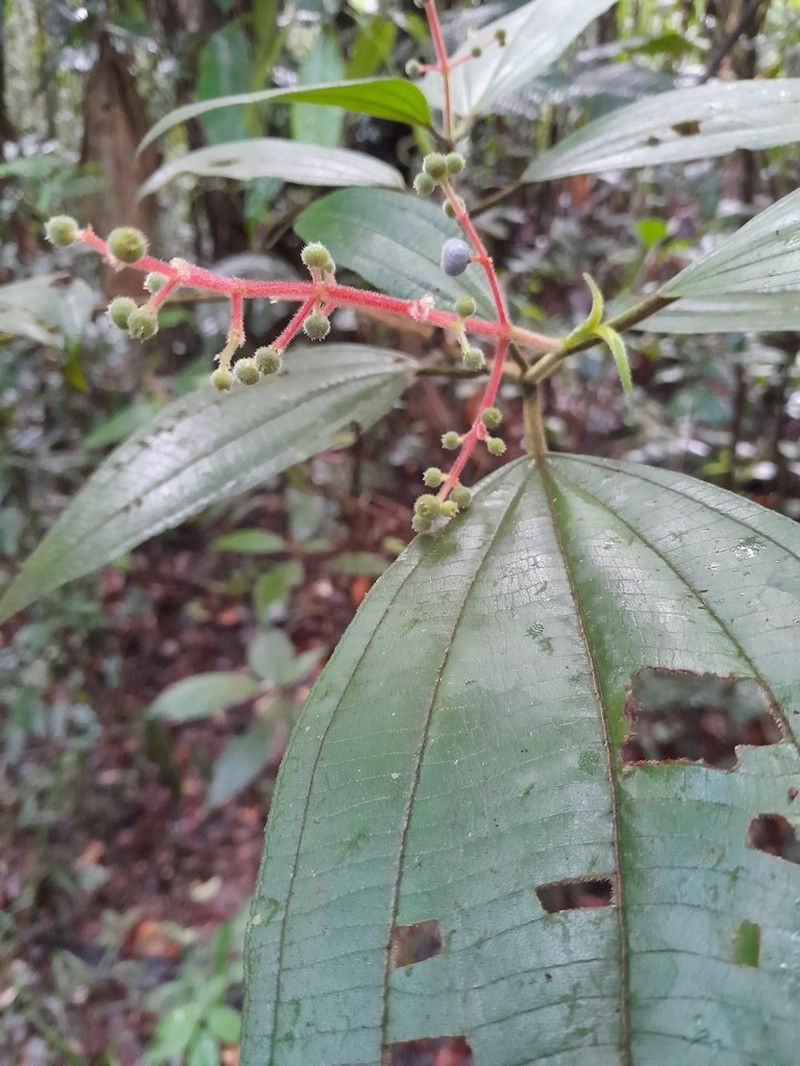 Miconia asperiuscula