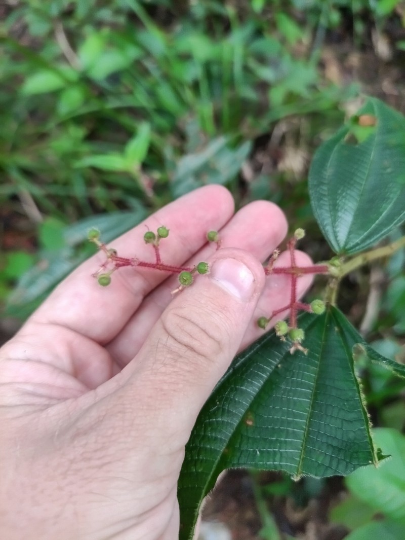 Miconia asperiuscula photo 2