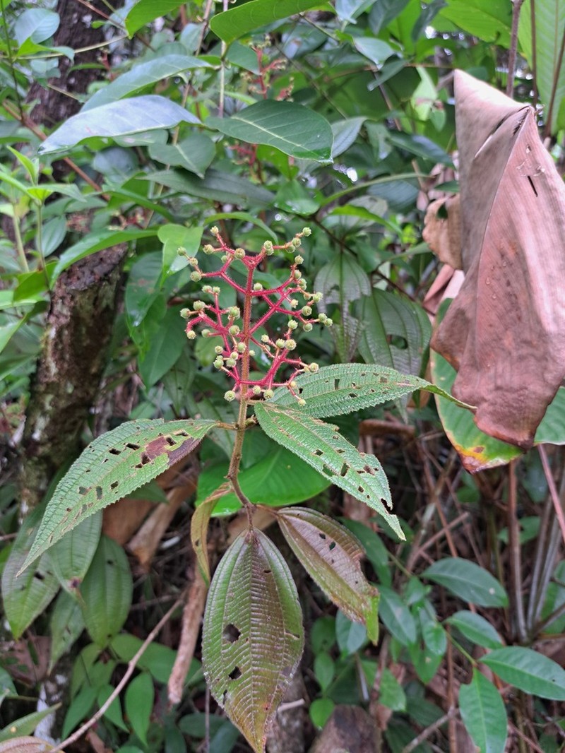 Miconia asperiuscula photo 3