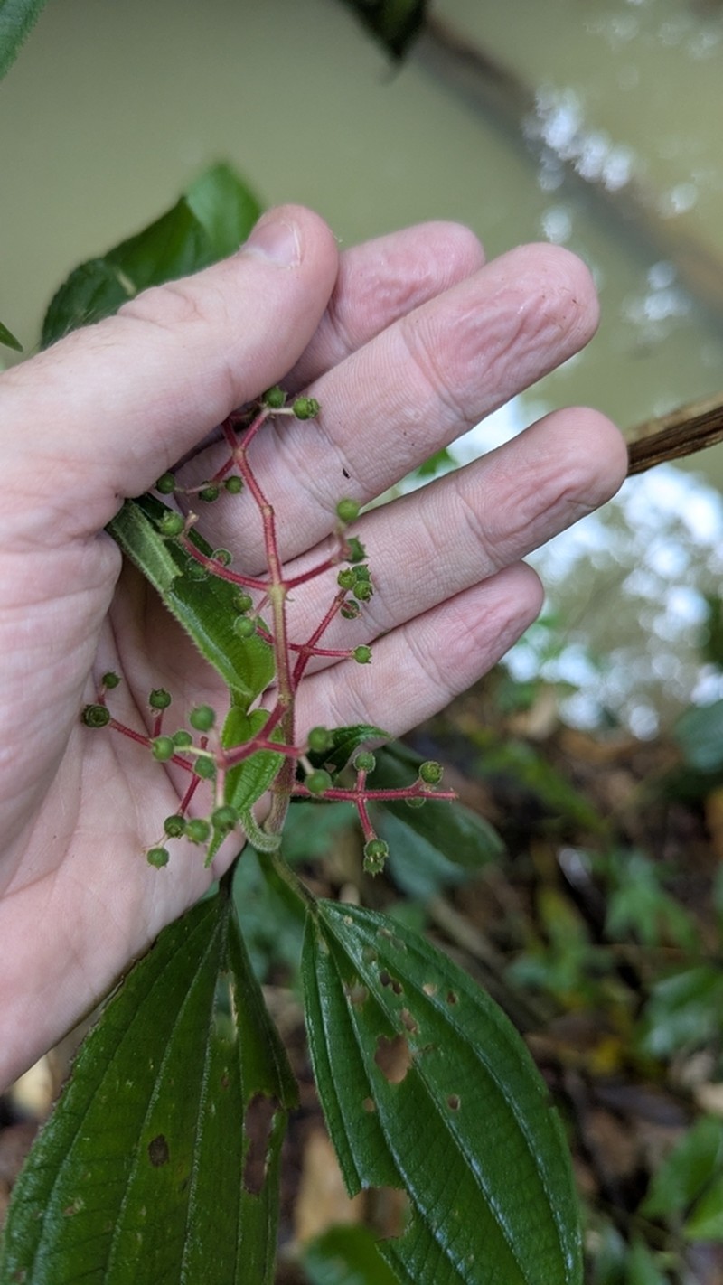Miconia asperiuscula photo 4
