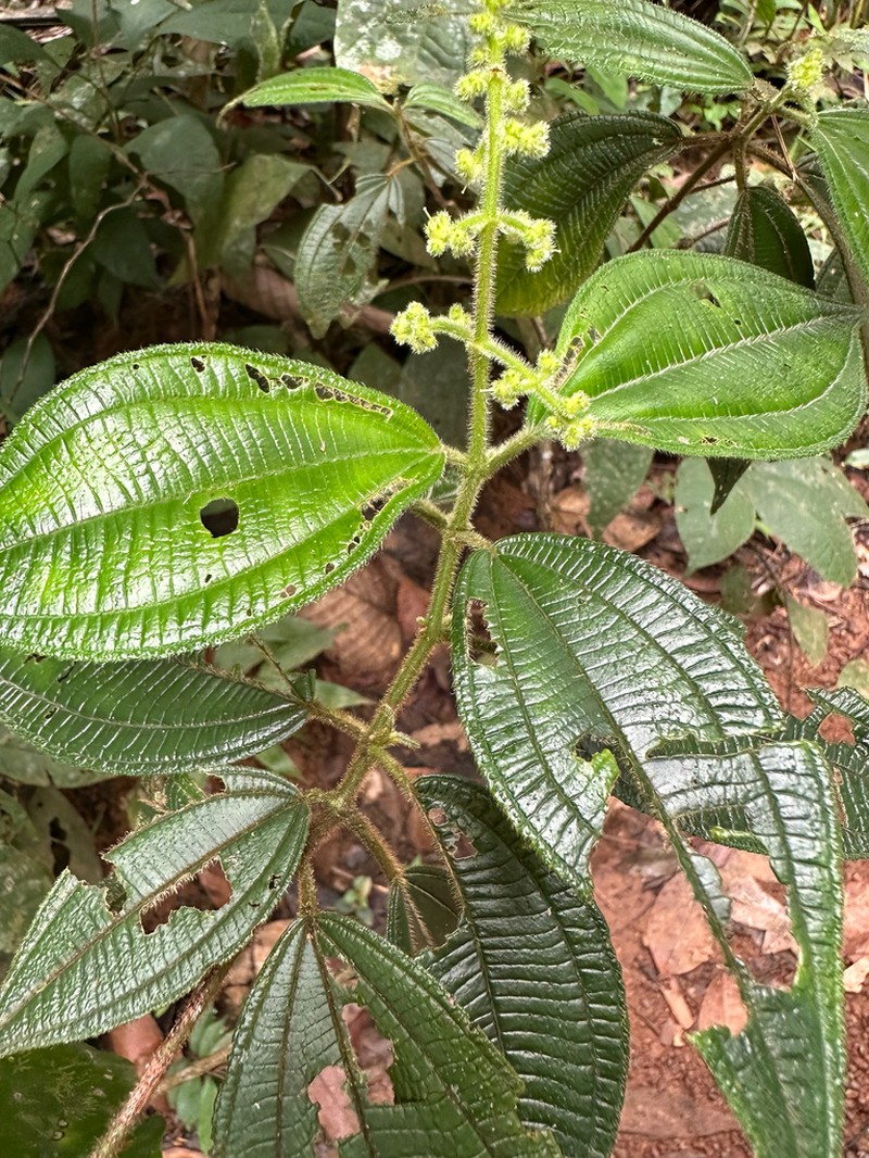 Miconia asperiuscula photo 5