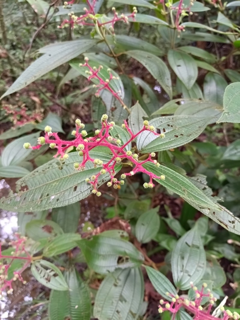Miconia asperiuscula photo 6