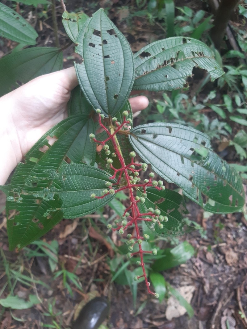 Miconia asperiuscula photo 7