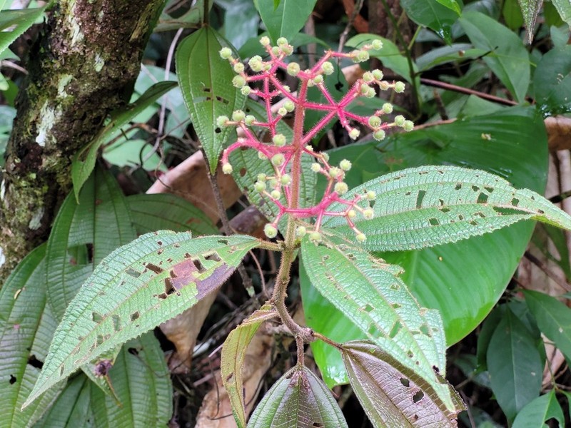 Miconia asperiuscula photo 8